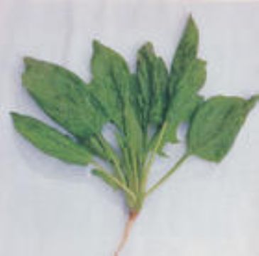 Vicia Amoena Extract  